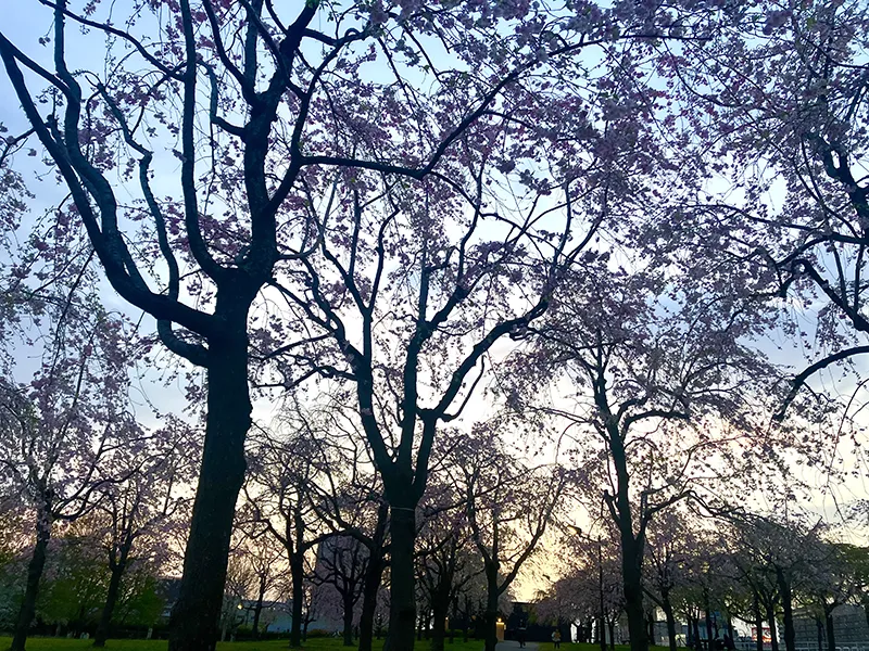 4月、桜